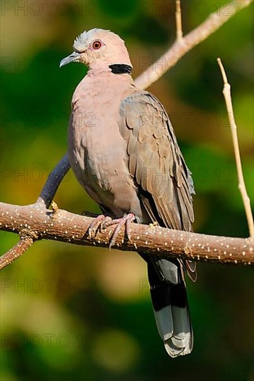 Red-eyed Dove