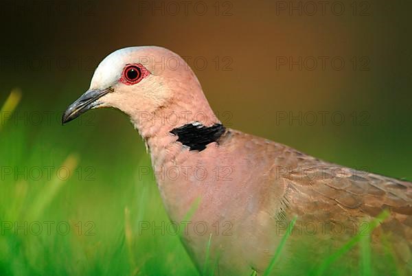 Red-eyed Dove