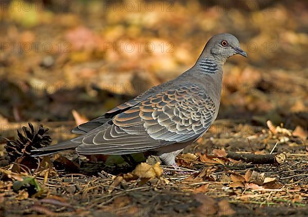 Oriental Turtle-dove