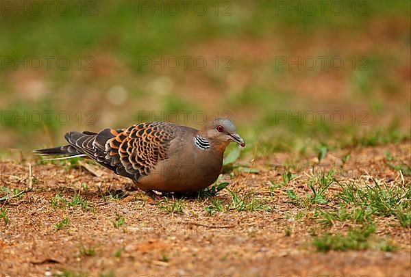 Oriental turtle dove