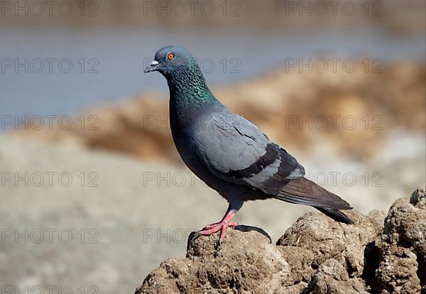 Rock Dove