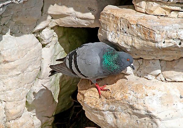 Rock Dove