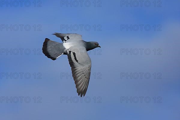 Rock Dove