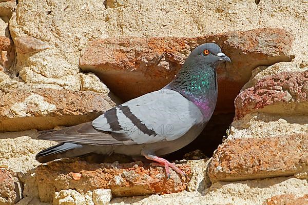 Rock Dove