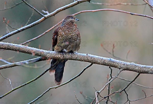 Barred cuckoo-dove