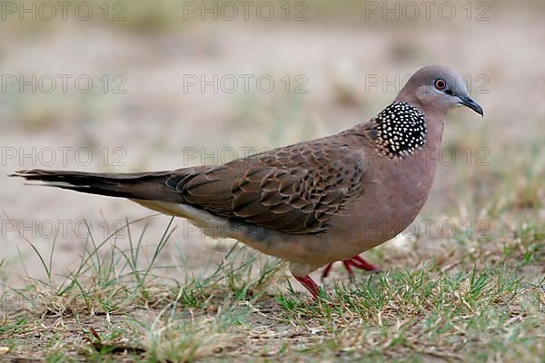 Pearl-necked Dove