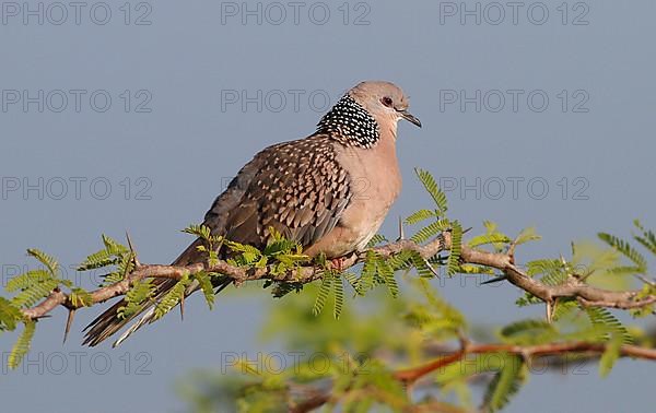 Pearl-necked Dove