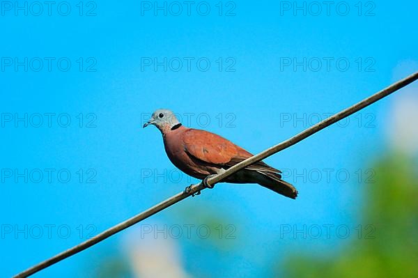 Red Collared-dove