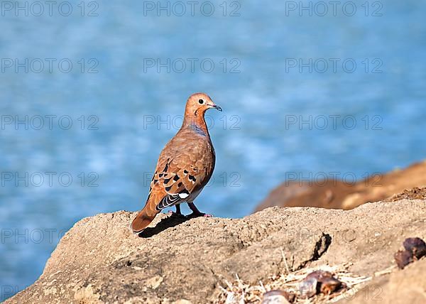 Zenaida dove