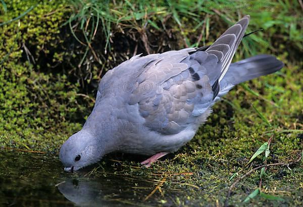 Stock Dove