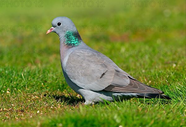 Stock Dove