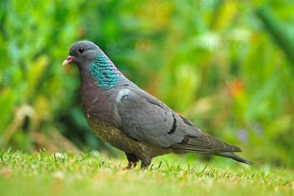 Stock Dove