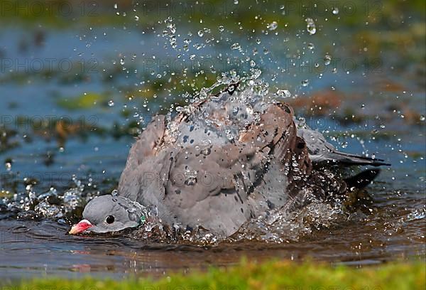 Stock Dove