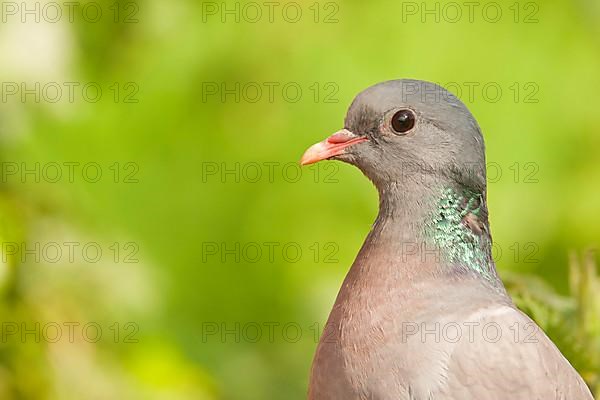 Stock Dove