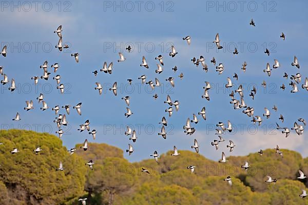 Stock Dove