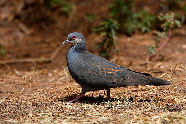 Dusky turtle dove