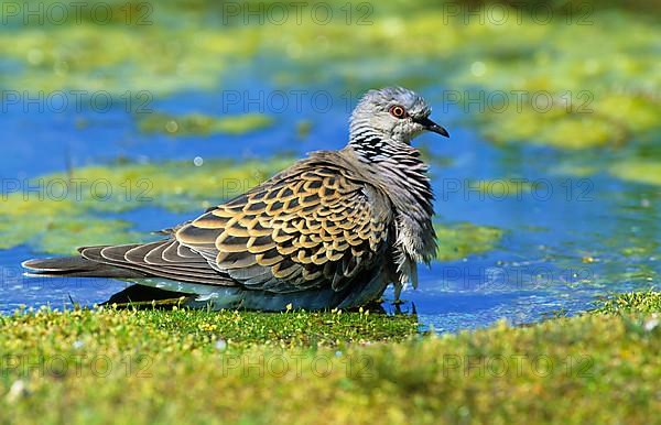 Turtle Dove