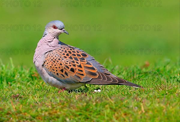 Turtle dove