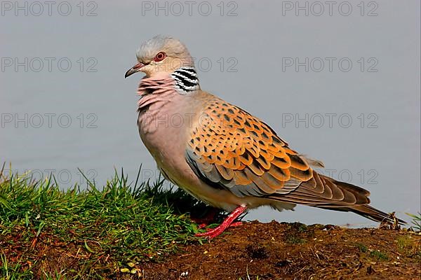 Turtle dove