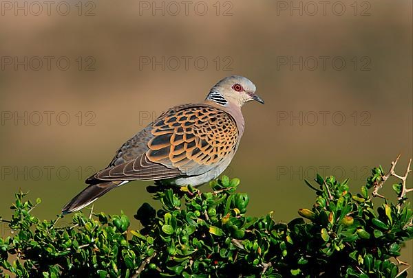 Turtle dove