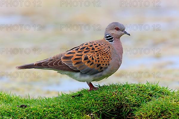 Eurasian turtle dove