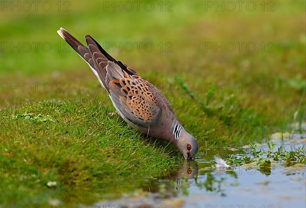 Eurasian turtle dove