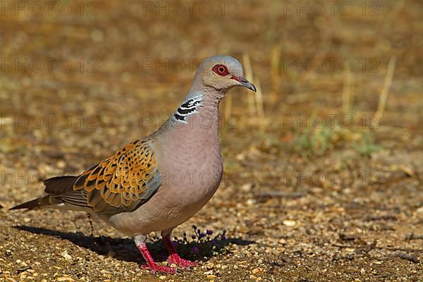 Eurasian Turtle-dove