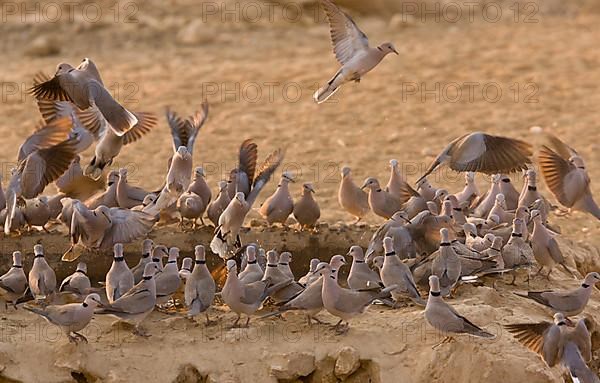 Cape Turtle-dove