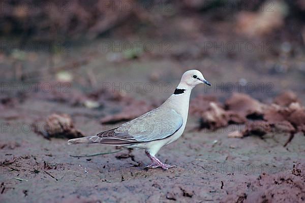 Reddish Dove