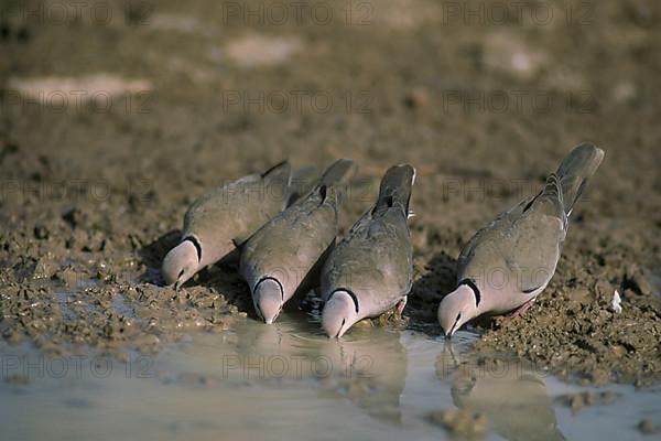 Reddish Dove