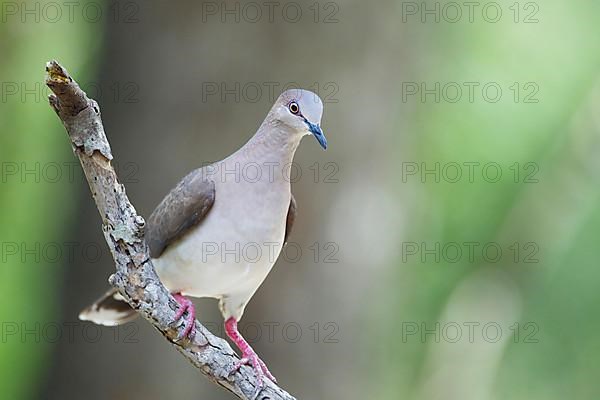 Blue-fronted Dove