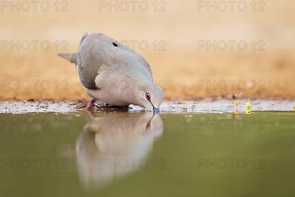 Blue ringed pigeon