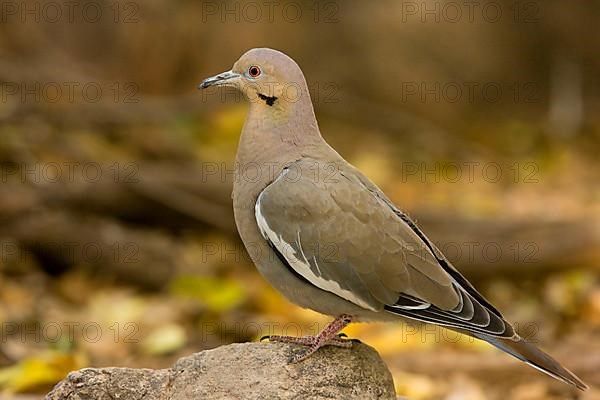 White-winged Dove