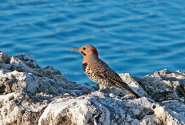 Northern northern flicker