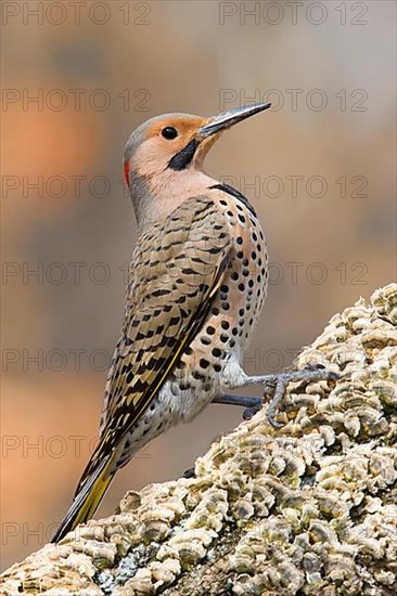 Northern Flicker