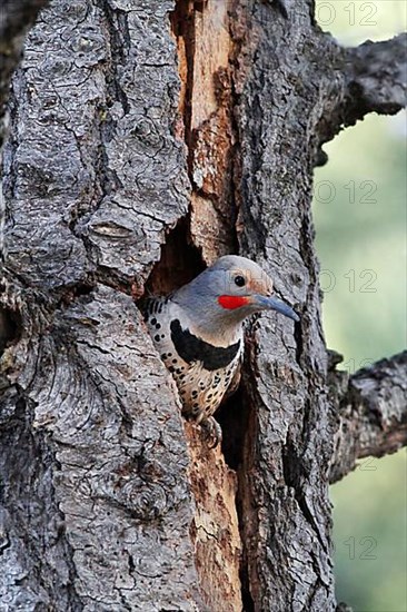 Northern Flicker