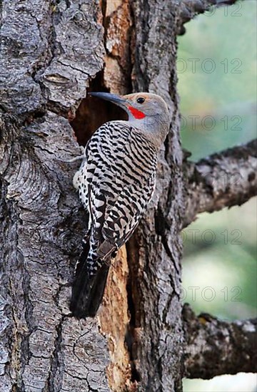 Northern Flicker