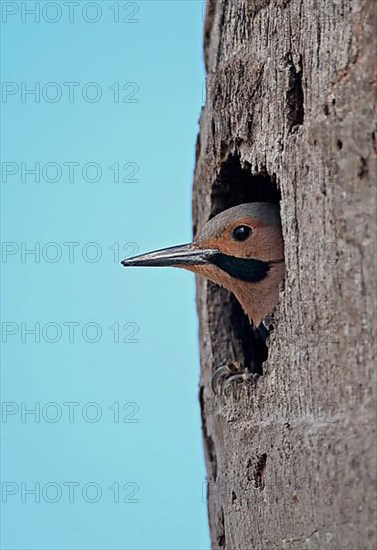 Northern Flicker