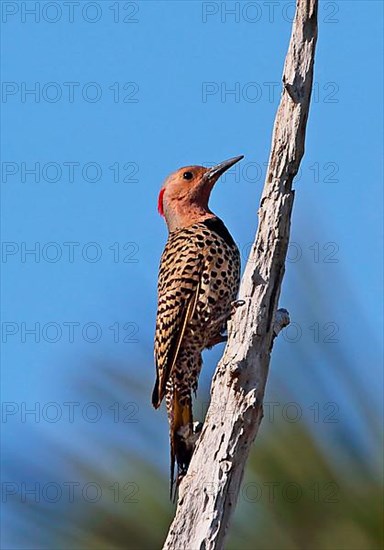 Northern Flicker