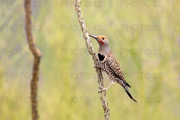 Gilded Flicker