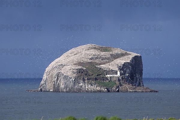 Gannet