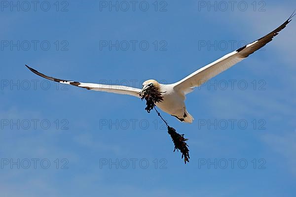 Northern Gannet