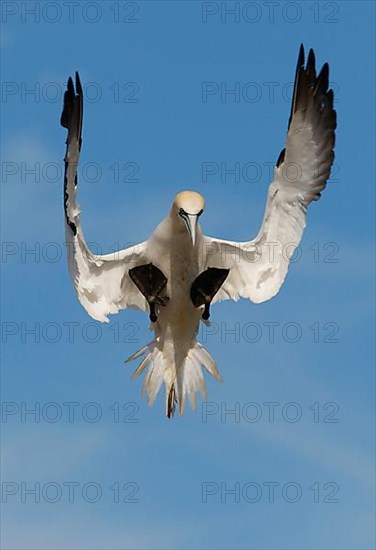 Northern Gannet