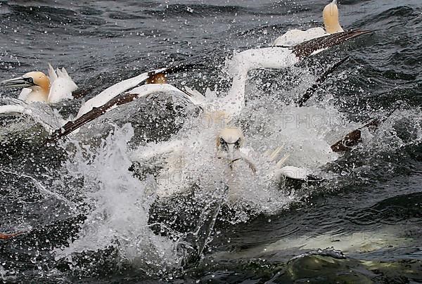 Northern Gannet