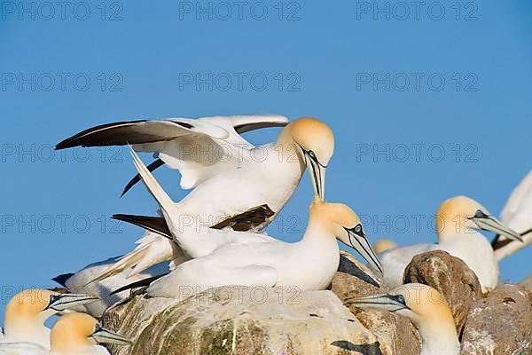 Northern gannet