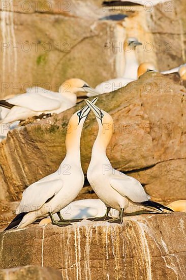 Northern Gannet adult pair