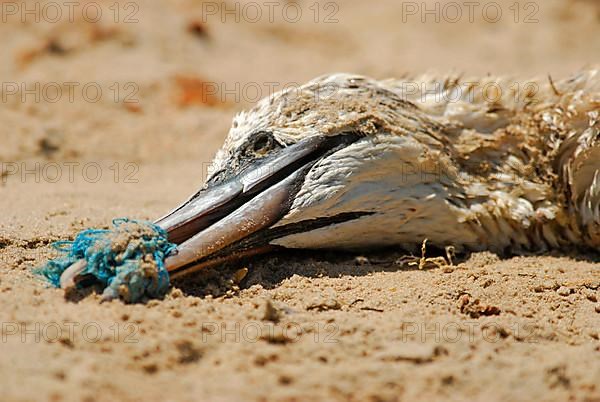 Northern Gannet