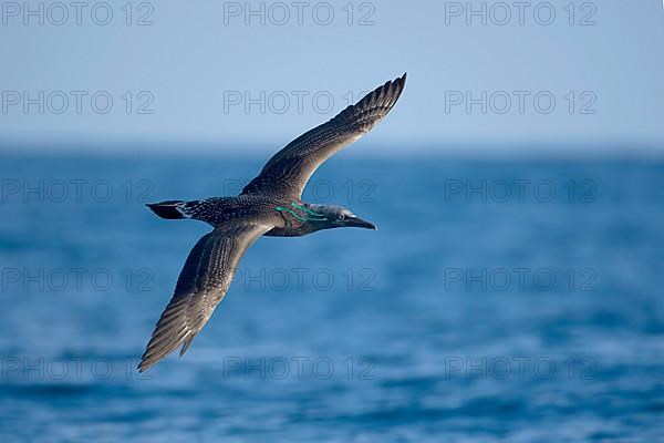 Northern northern gannet