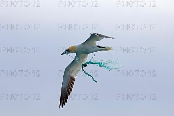 Northern northern gannet