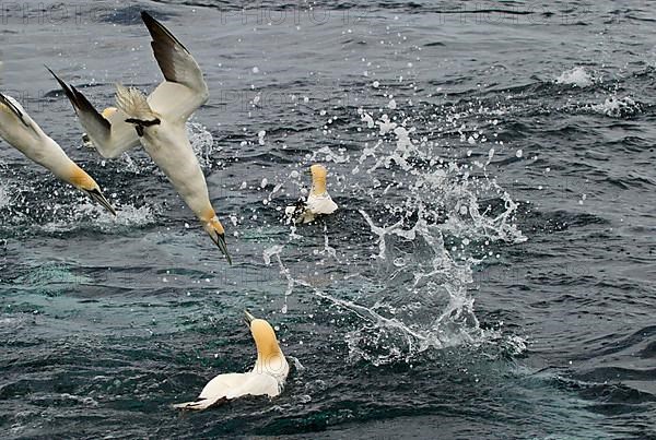 Northern northern gannet